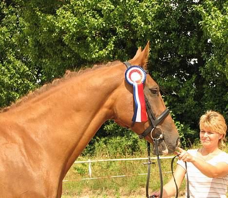 Holstener Harmonie P billede 1