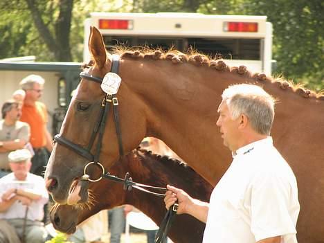 Holstener Harmonie P billede 5