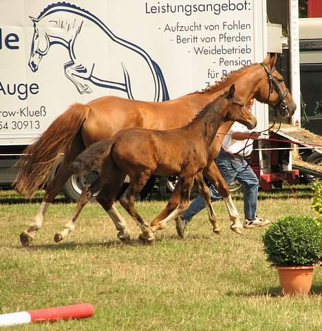 Holstener Harmonie P billede 8