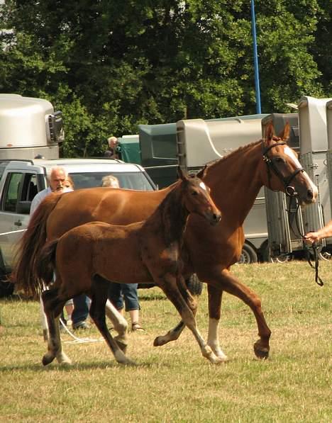 Holstener Harmonie P billede 10