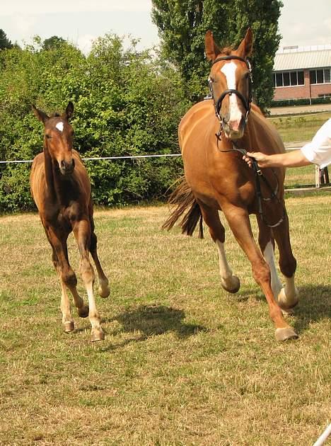 Holstener Harmonie P billede 16