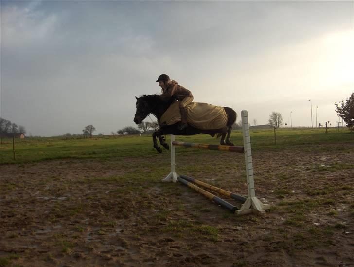 Anden særlig race Little Beauty Angel - Springning, 110 cm!*Ingen af mine Billedere må under ingen om stændigheder bruges til netpony sider!* billede 16