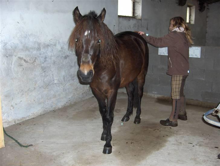 Anden særlig race Little Beauty Angel - Striling uden at være bundet:)*må under ingen om stændigheder bruges til netpony sider!* billede 17