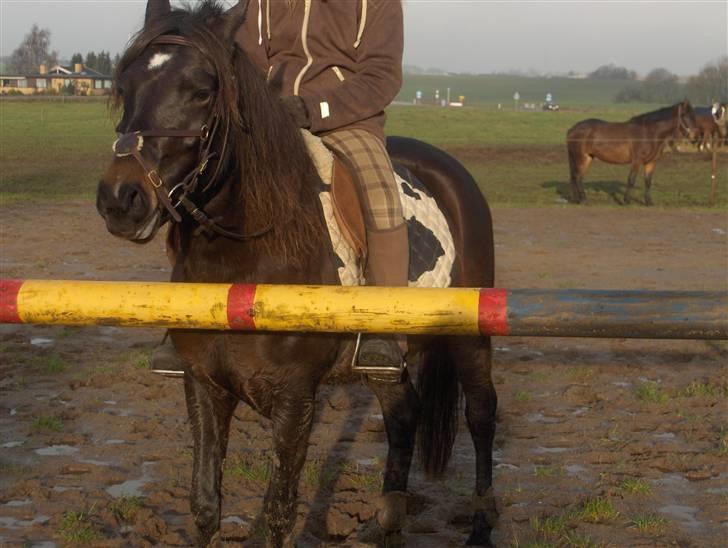 Anden særlig race Little Beauty Angel - Så stort var springet:) 110 det er stort iforhold til hende!*Ingen af mine Billedere må under ingen om stændigheder bruges til netpony sider!* billede 19