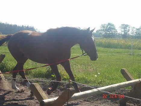 Anden særlig race Velour  - Igen, Velour inde i en kombination, også 14 dage før hun blev aflivet :´( billede 2