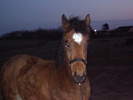 Anden særlig race Lillegaards Prinsesse Fiona (solgt 2015) - Fiona ½ år billede 7