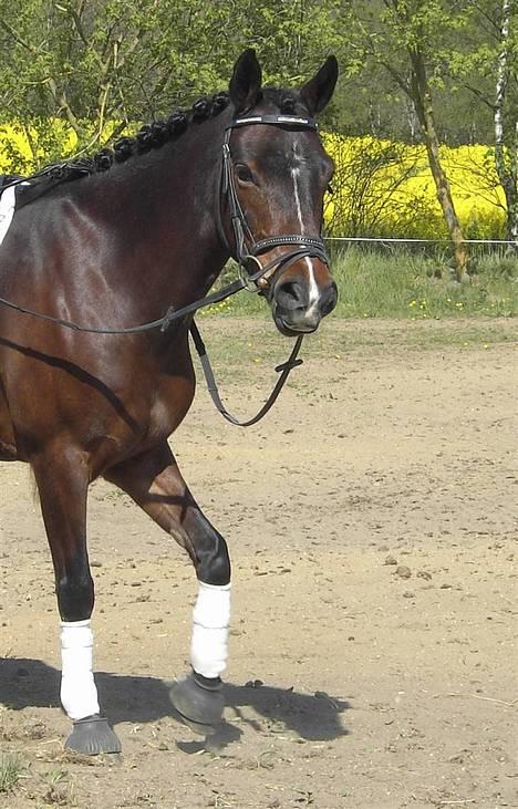 Anden særlig race Flying Fie (gl. Part) - Glisende fine Fie (: <3 billede 16