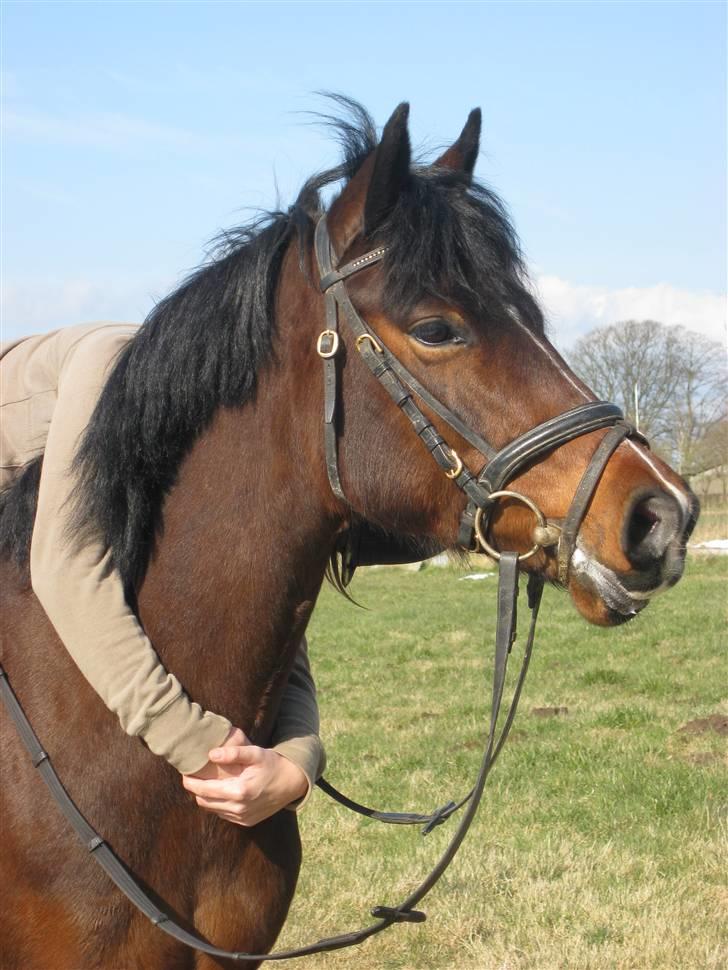 Anden særlig race Flying Fie (gl. Part) - Elsker den pony <3 billede 17