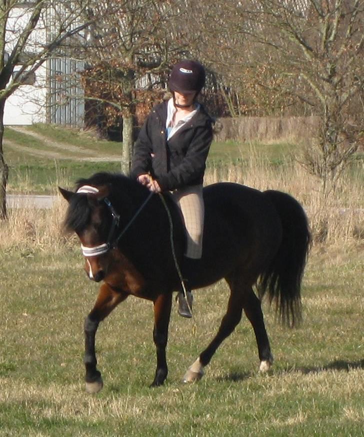 Anden særlig race Flying Fie (gl. Part) - Skønne Fie, kan sagtens gå dressur i grime! :D billede 19