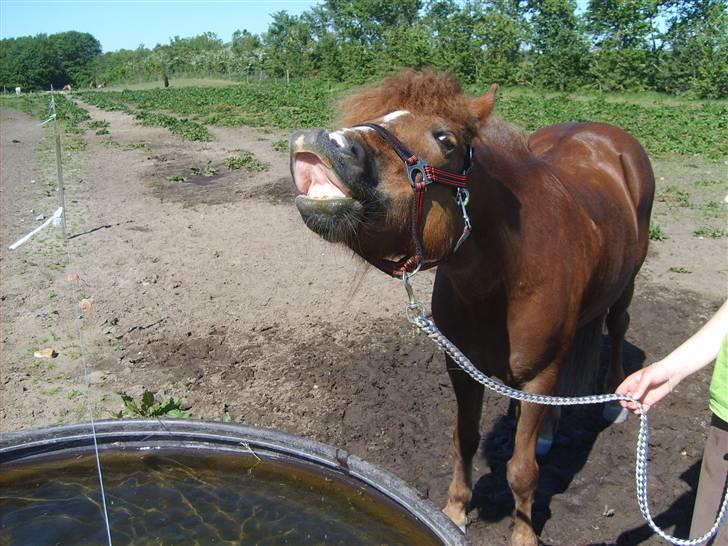 Islænder Sandra fra Gl.Essendrup SOLGT - Hun er dygtig. billede 11