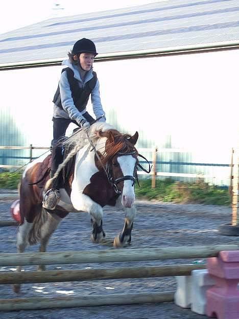 Welsh Partbred (Sec F) Kilmay Prince Pantani  - Wee, hop Basse:D billede 3