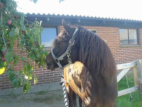 Anden særlig race Little Beauty Angel - Angel elsker blommer!, så hun plukker selv fra blomme træet*Ingen af mine Billedere må under ingen om stændigheder bruges til netpony sider!* billede 20