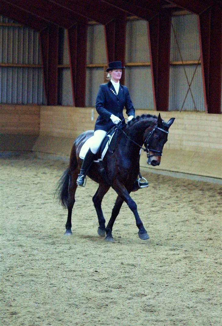 Dansk Varmblod † Elmevangs Maine † - MB1 ved EOR´s stævne d. 1/2-2009 - vi blev 1. uplaceret... billede 15