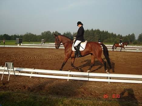Dansk Varmblod Bailey *SOLGT* - Bailey til 4 års championat d. 26/8 i Billund billede 10