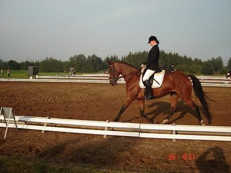 Dansk Varmblod Bailey *SOLGT* - DSA 4 års, Billund billede 12