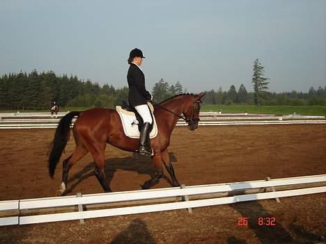 Dansk Varmblod Bailey *SOLGT* billede 13