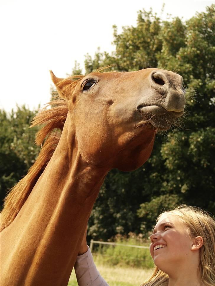 Anden særlig race Hercules billede 19