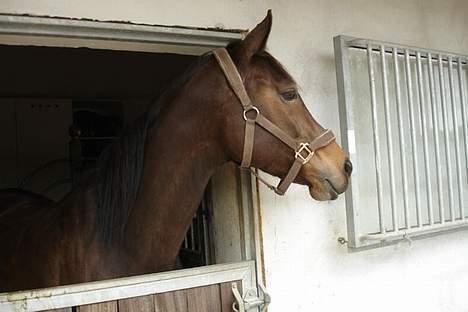 Dansk Varmblod Koh-I-Noor Graftebjerg - Koh-I-Noor i sin boks 17/6-06 billede 13