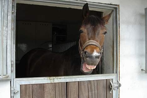 Dansk Varmblod Koh-I-Noor Graftebjerg - Koh-I-Noor ser ud som om hun morer sig ;-) (eller også er hun bare træt). billede 14
