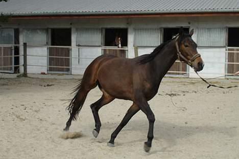 Dansk Varmblod Koh-I-Noor Graftebjerg - Koh-I-Noor i longen 17/6-06 billede 15