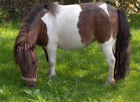 Miniature Emma - Mmm... Græsset skal nydes og det bliver det bestemt af den lille madglade pony:D billede 13