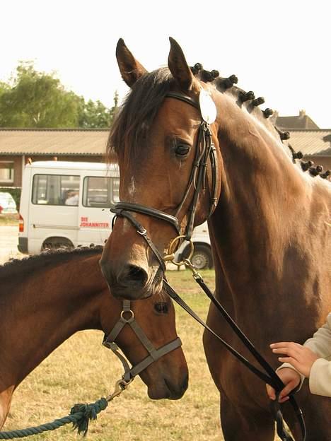 Holstener Helia billede 1