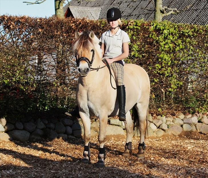 Fjordhest Risdals Frans R.I.P - velkommen til frans´ profil ;) billede 1