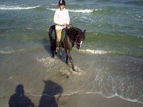 Dartmoor Akido af granlygård - Akido på stranden billede 18