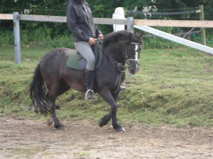 Dartmoor Akido af granlygård - Dygtige os <3 billede 19