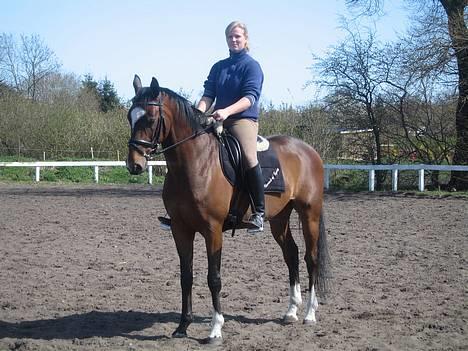 Trakehner Bartoli af Egehøj (R.I.P) billede 7