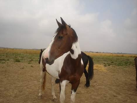 Pinto Tequilla billede 20