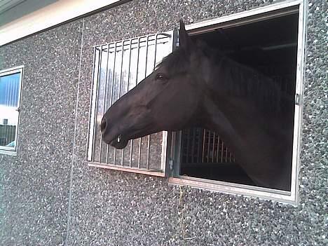 Hannoveraner Dream-Star - Dreamie der kigger ud af sit vindue .. billede 1