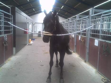 Hannoveraner Dream-Star billede 2