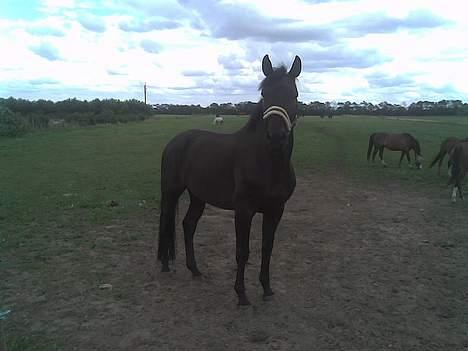 Hannoveraner Dream-Star - <3  billede 3