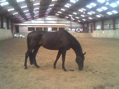 Hannoveraner Dream-Star - Hygge i ridehallen <3 billede 4