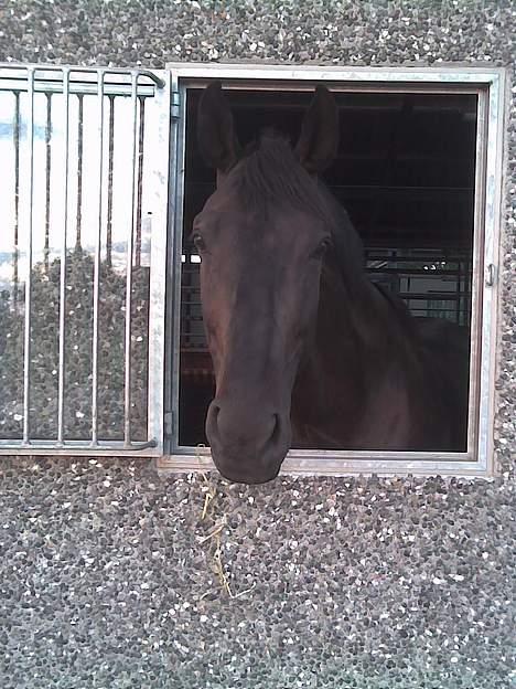 Hannoveraner Dream-Star billede 5