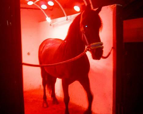 Anden særlig race DIBA - Diba-pigen i solen :) blev vasket på hele kroppen, så skulle lige varmes igennem :) billede 8