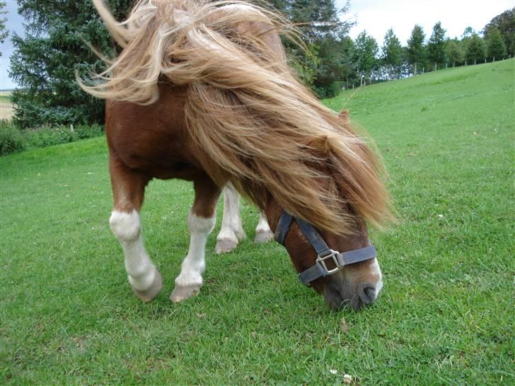 Shetlænder Patrick - Palle på en dejlig græsfold (:  billede 4