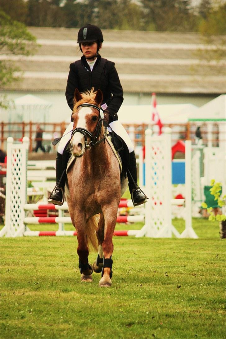 Anden særlig race Mario - i terrænet  billede 3