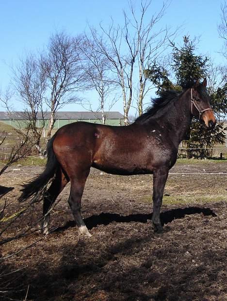 Dansk Varmblod Chestnut billede 1