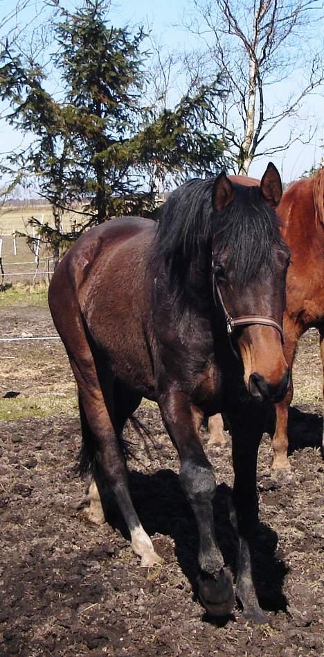 Dansk Varmblod Chestnut billede 2