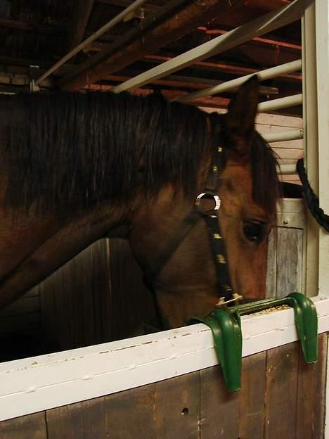 Dansk Varmblod Chestnut billede 3