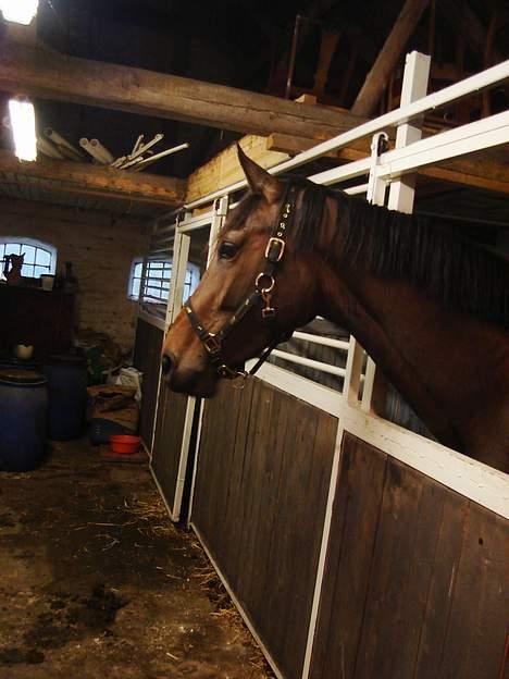 Dansk Varmblod Chestnut billede 4