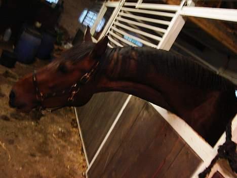 Dansk Varmblod Chestnut billede 5