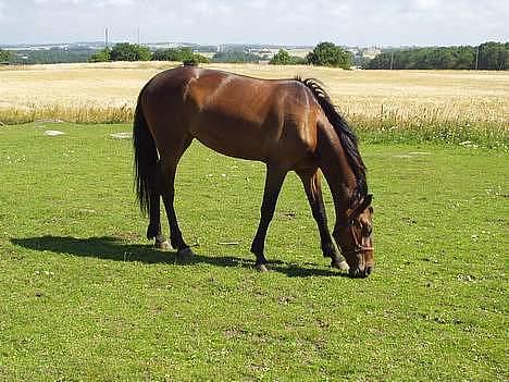 Traver Herculine billede 1