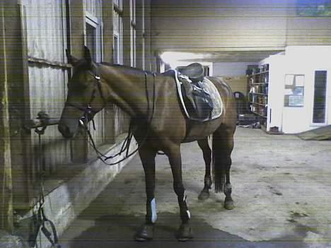 Traver Herculine billede 2