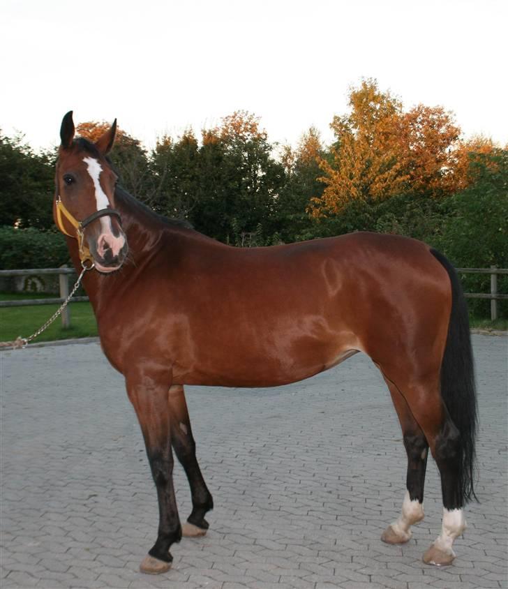 Dansk Varmblod Diametra Lysegård - SOLGT - Smækre´lækre dimme <3 billede 2