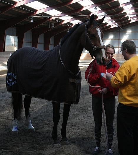 Dansk Varmblod Diametra Lysegård - SOLGT - SaraFarvinHenriksen og DiametraLysegård klubmester i dressur 2007 :D billede 4