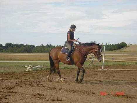 Dansk Varmblod Diametra Lysegård - SOLGT - Da jeg prøvede hende d: billede 5