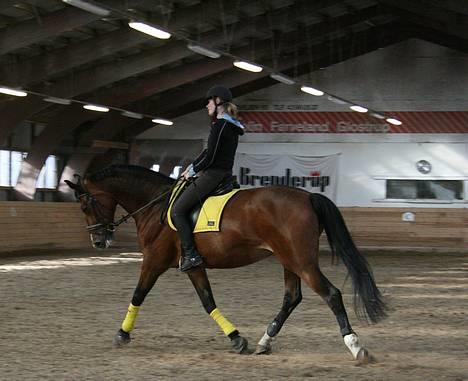Dansk Varmblod Diametra Lysegård - SOLGT - Den lille spring hest, som går dressur ;b billede 6